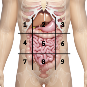 Dureri abdominale - Cele 9 regiuni topografice